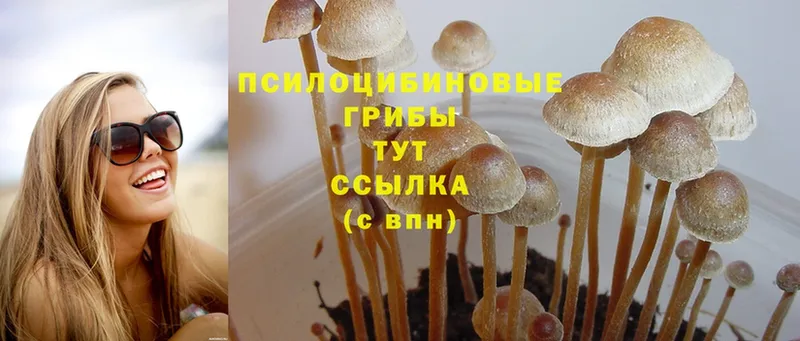 MEGA   Заринск  Псилоцибиновые грибы Magic Shrooms 